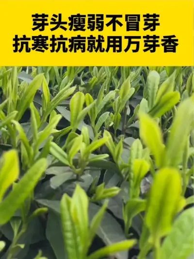 芽头瘦弱不冒芽抗寒抗病就用万芽香#茶树 #茶树管理技术与指导 #茶农茶事 #茶树种植