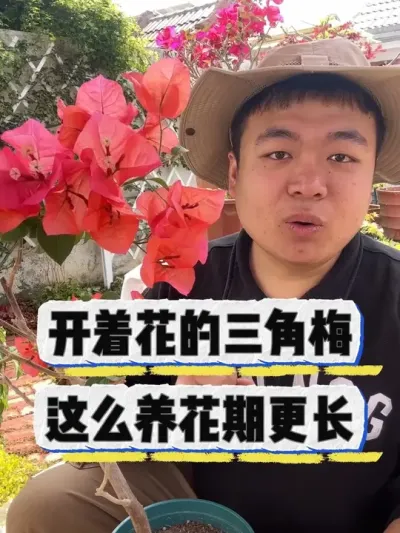 开着花的三角梅，要这么养护，花期更长。 #养花 #养花小知识 #花卉 #花卉绿植 #盆栽