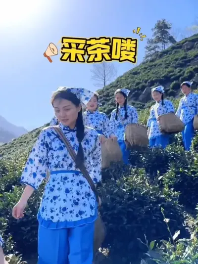 你那里开始采茶了吗？#茶树 #茶农茶事 #茶树管理技术与指导 #茶树种植