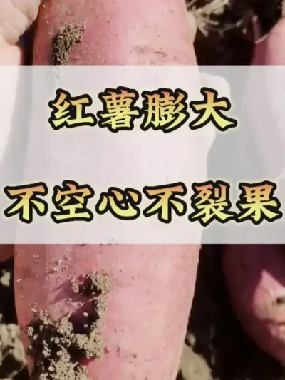 红薯膨大不空心不裂果#红薯种植 #红薯高产 #红薯高产种植 #红薯高产种植管理方案