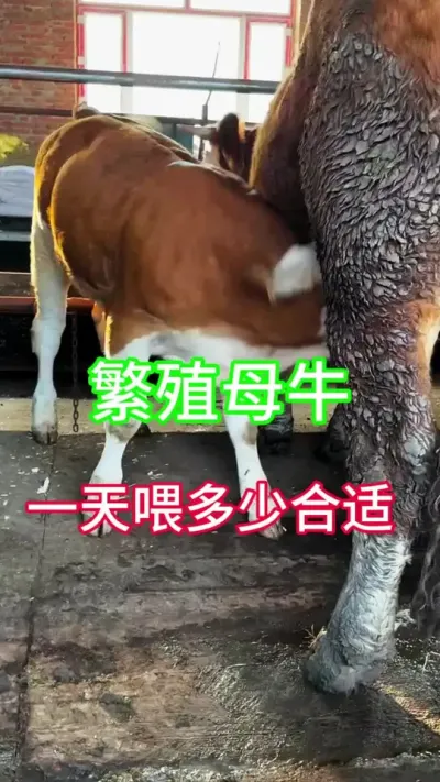 繁殖母牛一天喂多少料合适#繁殖母牛 #西门塔尔繁殖母牛 #三农 #养殖 #养牛技术