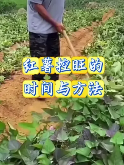 红薯控旺的时间与方法#红薯种植 #红薯高产 #红薯高产种植 #红薯高产种植管理方案