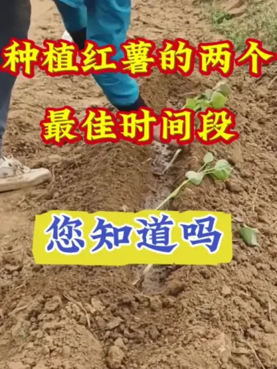 种植红薯的两个最佳时间 #红薯高产  #红薯高产种植  #红薯种植技术  #红薯种植口诀