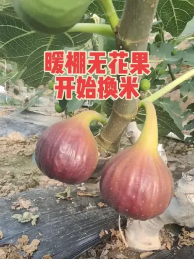 经过六年的暖棚无花果种植实践摸索，终于把早春上市的种植模式完善了。四五六这三个月是全国无花果成熟的空档期，品质比冬天的好、产量比冬天的高，价格也不低而且还零风险。总之就是卡卡滴换米#耿记无花果种植专业