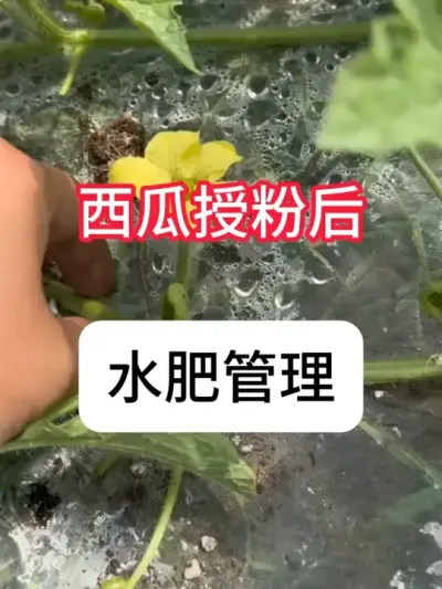 西瓜授粉后，几天可以浇水施肥？ #西瓜种植 #三农 #增产增收 #新农人计划 #抖音助农