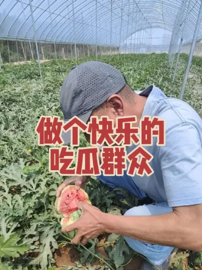 甘甜希脆滴2K小西瓜开园采摘，甜蜜蜜的日子也就半月左右#耿记无花果种植专业合作社 #滨北八里耿小西瓜