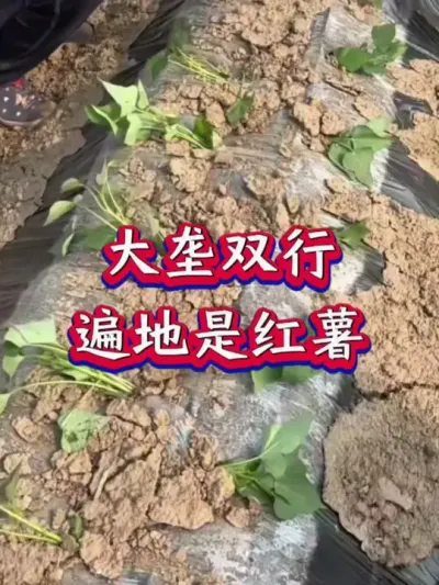 大垄双行红薯高产秘诀#红薯高产种植  #红薯高产  #红薯种植 #红薯种植管理