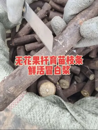 自用剩余部分无花果扦插育苗枝条，品种有波姬红和芭劳奈，保证对版和鲜活#无花果树苗 #耿记无花果种植专业合作社