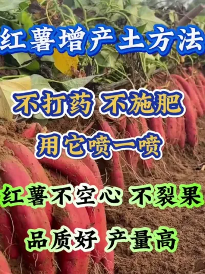 红薯增产土方法#红薯种植  #红薯高产种植  #红薯高产  #红薯种植知识