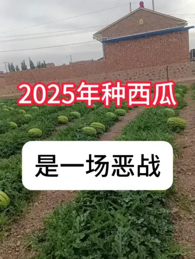 西瓜种植 西瓜行情怎么样？#农业种植 #大棚西瓜 #西瓜种植 #真赞农业 #新农人计划