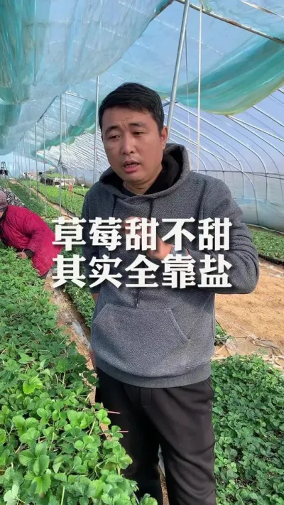 草莓不甜其实全靠盐#草莓种植 #草莓 #分享农业知识帮农民增产增收 #农业种植 #草莓🍓