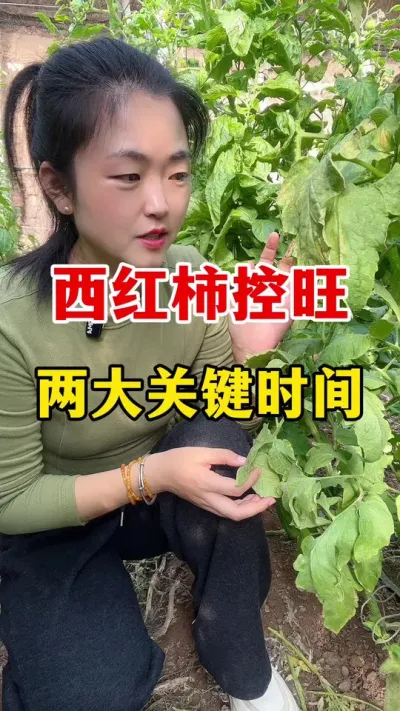 西红柿控旺分两个时间段 一定要把握好#西红柿种植 #番茄种植技术