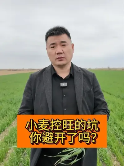 小麦控旺的坑  你踩了吗？ #新农人计划2025#记录我的农村生活 #支持三农扶持三农发展 #分享农业知识帮农民增产增收 #三农种植