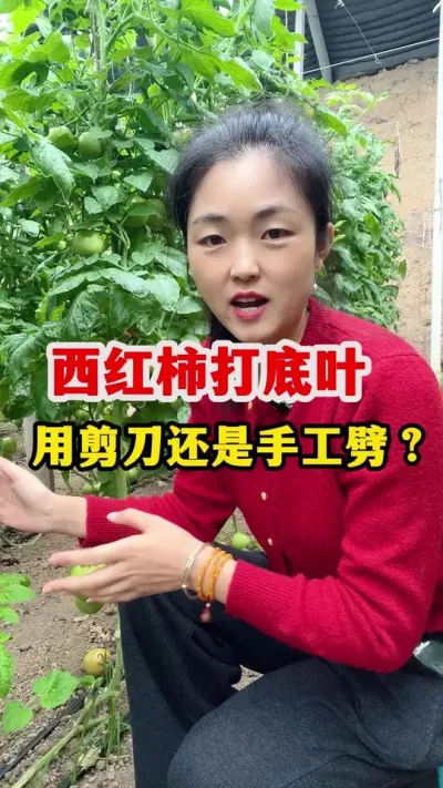 西红柿打底叶到底是用剪刀还是手？ #西红柿种植 #农业种植技术#西红柿种植技术