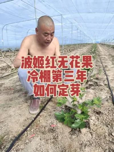 种植无花果还就得波姬红和芭劳奈这种耐重剪的品种，每年咔咔剪掉就完活，掰芽子留芽也不用纠结#耿记无花果种植专业合作社 #无花果树苗 #成活率超高的无花果杯苗