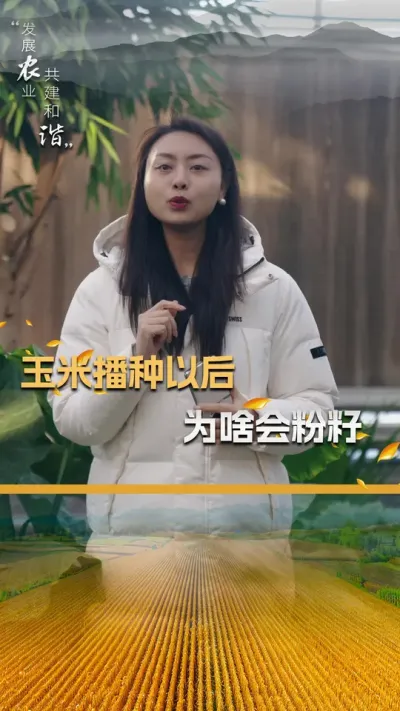 玉米播种以后为啥会粉籽#玉米种植 #玉米种植技术 #玉米种子 #三农 #抖音新农人