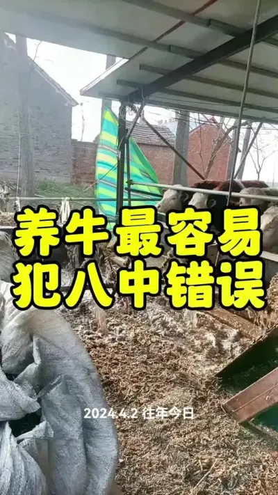 养牛人最容易犯的错误#养牛 #养牛人 #养牛知识 #科学养牛