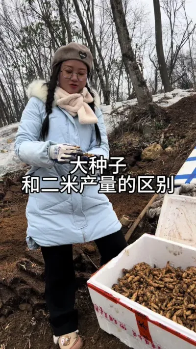 大种子和二米产量的区别 #农业技术推广 #天麻种植 #技术分享 @抖音小助手