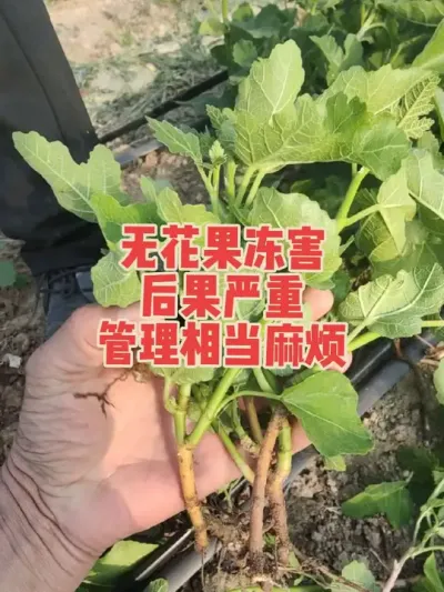 同样是种无花果，管理水平决定效益高低#耿记无花果种植专业合作社 #无花果树苗