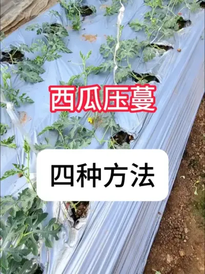 西瓜整枝压蔓的4个方法 #农业种植 #西瓜种植 #抖音助农 #种植小技巧 #真赞农业