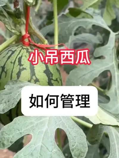 小吊瓜种植流程，小吊瓜增产方法 #三农 #西瓜 #农业种植 #新农人计划 #抖音助农