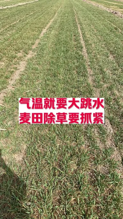 气温就要大跳水，麦田除草要抓紧 #支持三农扶持三农发展 #分享农业知识帮农民增产增收
