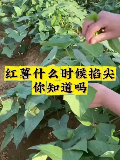 红薯什么时候掐尖你知道吗#红薯高产种植  #红薯高产  #红薯种植 #红薯种植管理