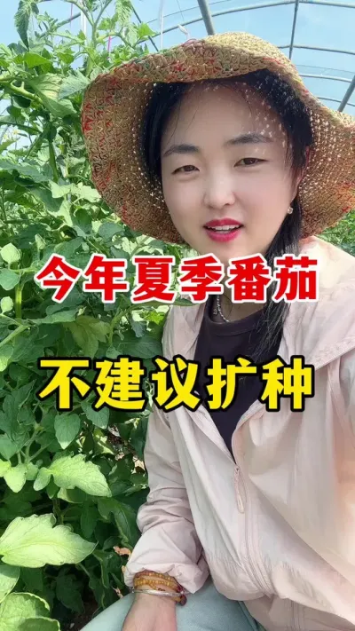 今天夏季番茄不建议扩种#番茄种植#番茄种植技术