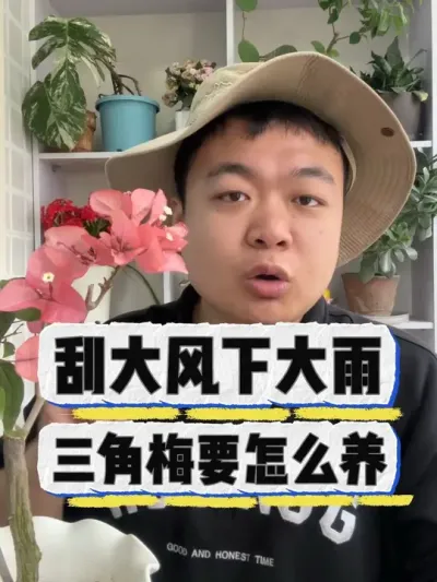 刮大风下大雨，三角梅应该怎么养护。 #养花 #养花小知识 #花卉 #花卉绿植 #盆栽