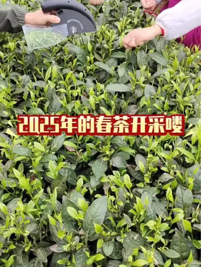 2025年春茶开采喽#茶树 #茶树管理技术与指导 #春茶 #茶农茶事