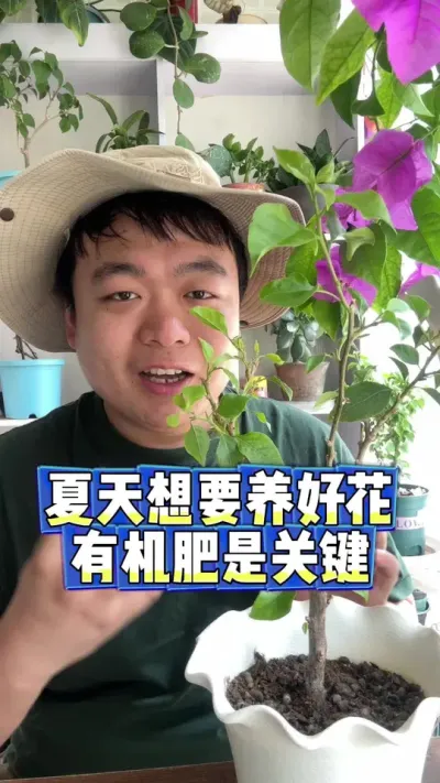 夏天想要养好花，养花施肥给有机肥是关键。 #养花 #养花小知识 #花卉 #花卉绿植 #盆栽