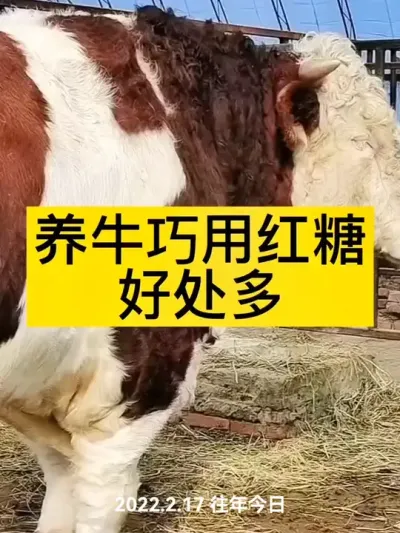 #农村养牛 #养牛人 #西门塔尔