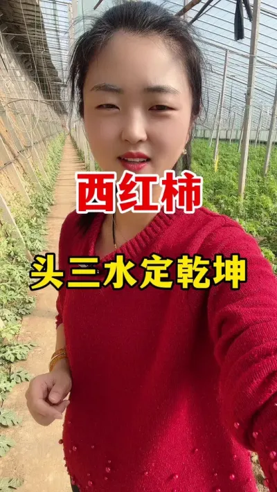 种西红柿头三水定乾坤 #西红柿种植 #西红柿种植技术