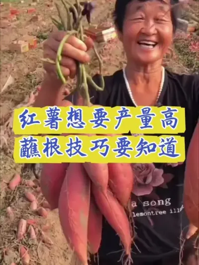 红薯想要产量高蘸根技巧要知道#红薯种植 #红薯高产 #红薯高产种植 #红薯高产种植管理方案