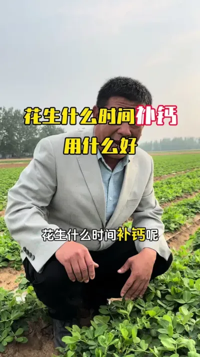 花生怎么补钙，什么时间补钙，用什么效果好，减少花生果腐病黑果烂果#花生种植#花生管理 #花生高产 #花生高产种植 #毛国富大田高产管理