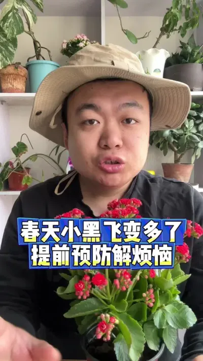 春天小黑飞变多了，一定做好预防。 #养花小知识 #养花 #花卉 #花卉绿植 #盆栽