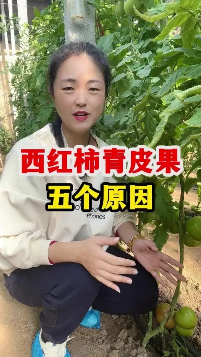 西红柿青皮果转色不好什么原因？ #西红柿种植 #西红柿种植技术