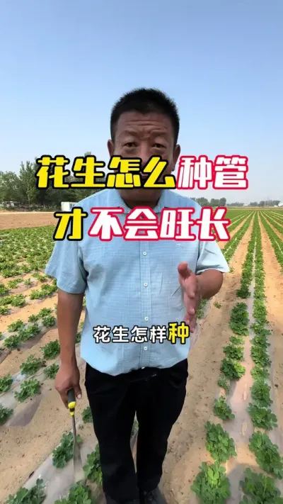 花生怎么种好管好才不会旺长#花生种植 #花生管理 #花生高产 #花生高产管理 #毛国富大田高产管理