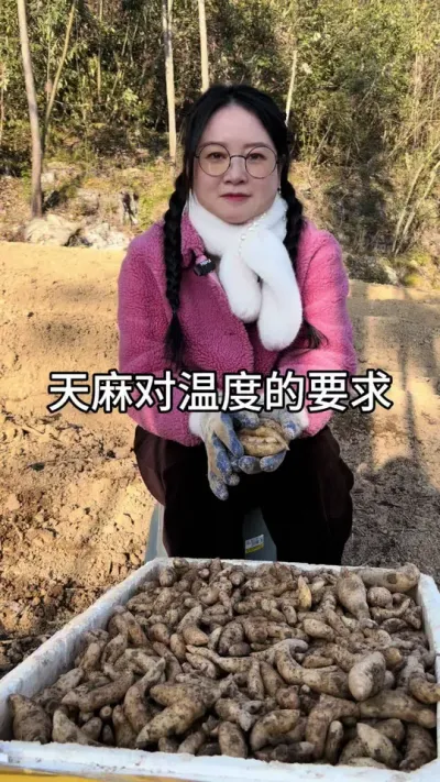天麻对温度的要求 #农业技术推广 #技术分享 #农业技术 #天麻种植 @抖音小助手