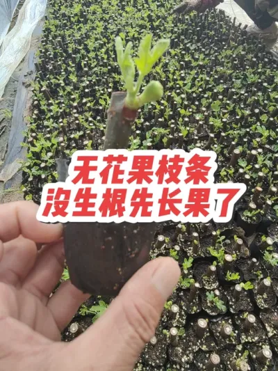 金傲芬无花果，只要是上一年没结果的新枝，基本上都会先长春果#耿记无花果种植专业合作社 #无花果树苗