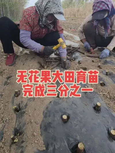 无花果裸根大苗秋天十月底挖苗，品种还是波姬红和芭劳奈还有金傲芬。#耿记无花果种植专业合作社 #无花果树苗