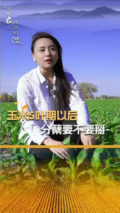 玉米五叶期以后，分蘖要不要掰？#玉米种植 #玉米种植技术 #玉米种子 #三农 #抖音新农人