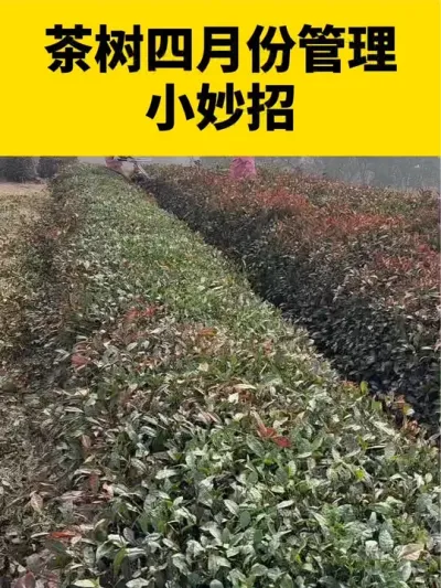 茶树四月份管理小妙招#茶树 #茶树种植 #茶树管理技术与指导