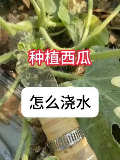 西瓜种植 西瓜坐果后怎么浇水？西瓜浇水技巧#农业种植 #瓜果蔬菜 #西瓜 #抖音助农 #真赞农业