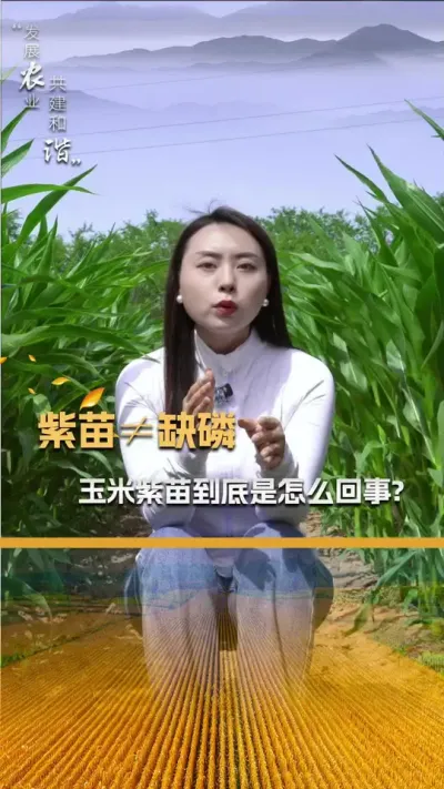 紫苗不等于缺磷，玉米紫苗到底怎么回事？#玉米种植 #玉米种植技术 #玉米种子 #三农 #抖音新农人