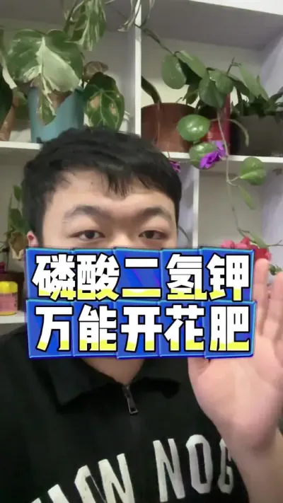 磷酸二氢钾今天超合适，万能开花肥得备一包。 #养花 #养花小知识 #花卉 #花卉绿植 #盆栽