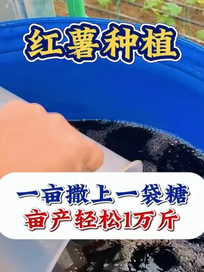 红薯种植撒把糖，高产丰收1万斤 #红薯种植 #红薯种植技术 #红薯高产种植 #红薯高产 #农业种植