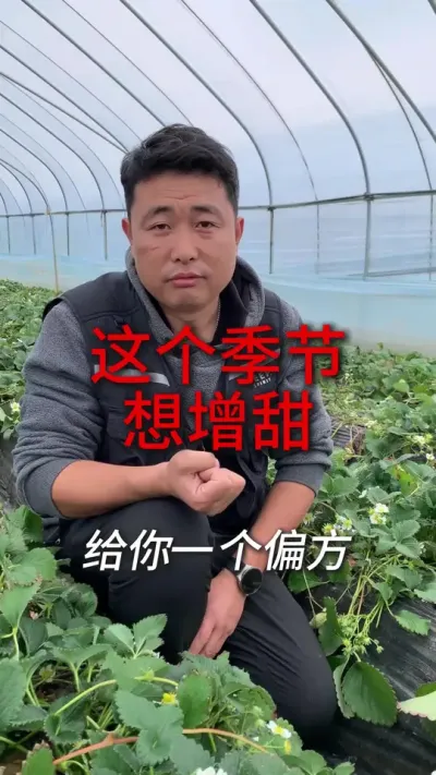 初春果子想增甜，可以这么做 #农业种植 #草莓#草莓种植 #草莓种植管理技术和方法 #草莓种植方法