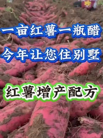 一亩红薯一瓶醋今年让您住别墅#红薯种植  #红薯高产种植  #红薯高产  #红薯种植知识
