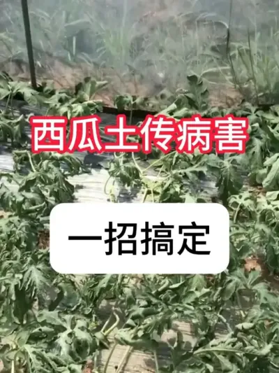 西瓜土传病害解决方法 #病虫害防治 #西瓜 #农业种植 #土传病害 #抖音助农